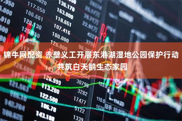 锦牛网配资 赤壁义工开展东港湖湿地公园保护行动 共筑白天鹅生态家园